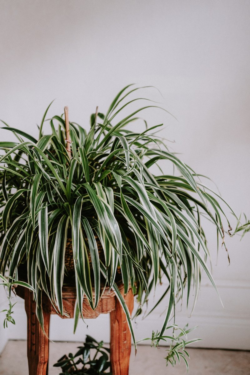 Spider Plant