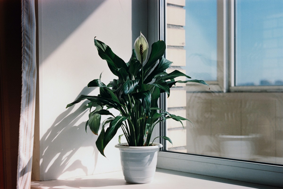 Peace Lily (Spathiphyllum)