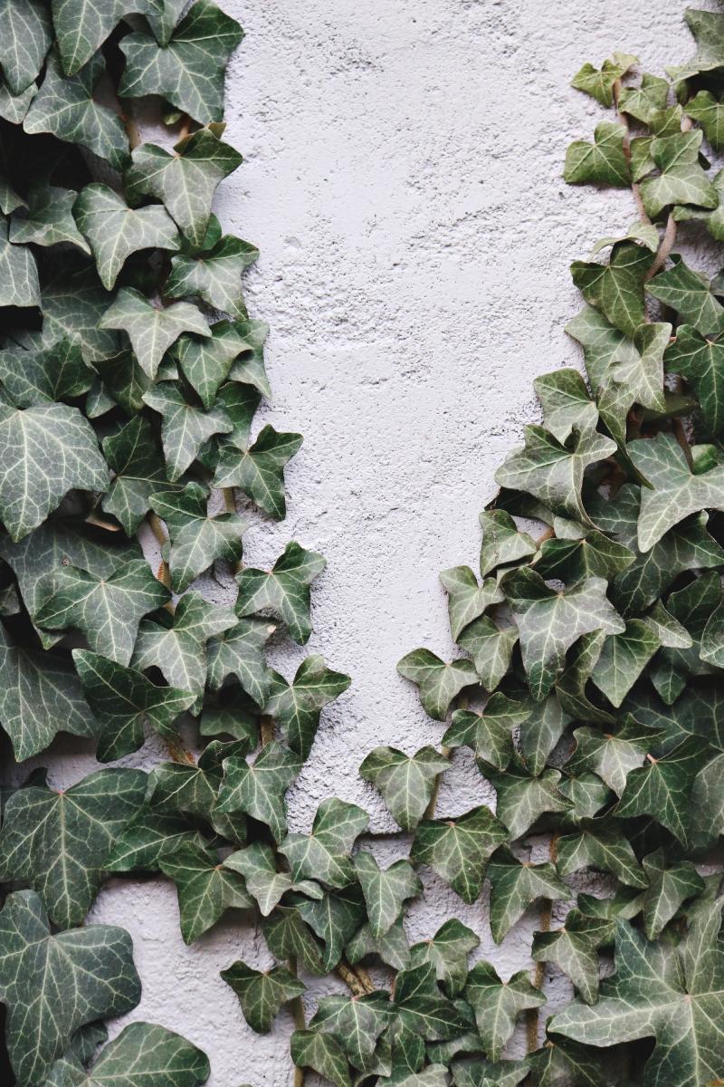 English Ivy