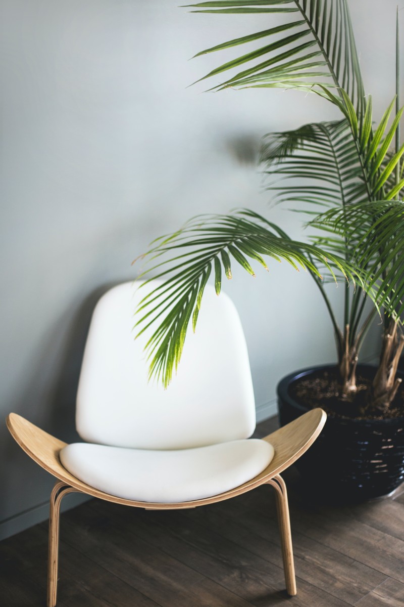 Bamboo Palm