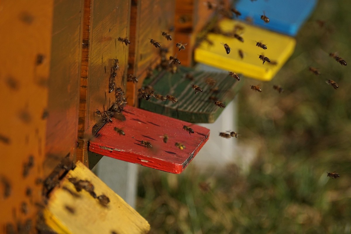 The Life of Bees