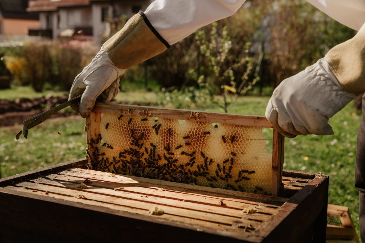 Bees and the Economy