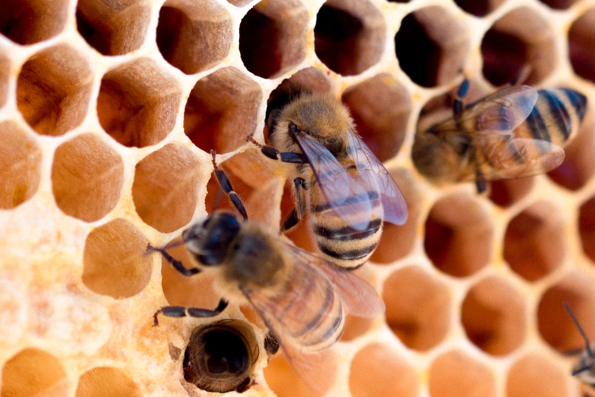 The Role of Bees in Our Ecosystem and Why We Should Protect Them