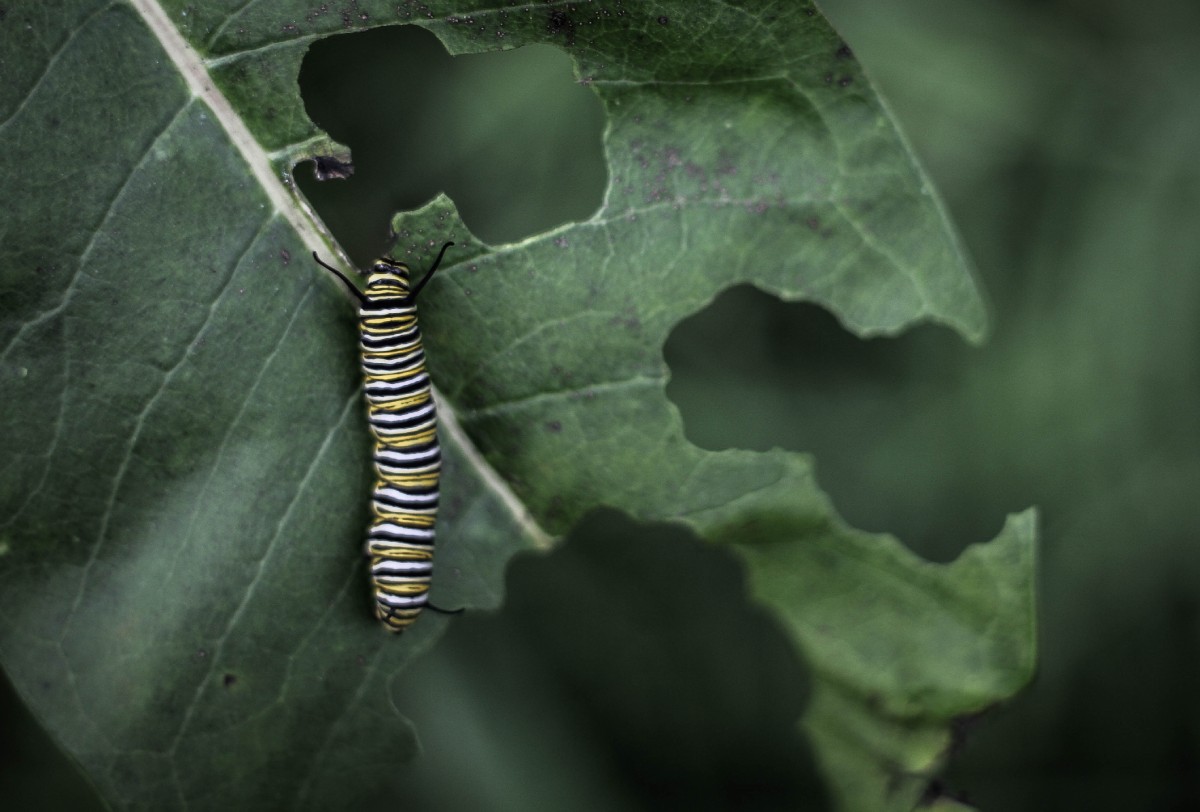 Biological Pest Control
