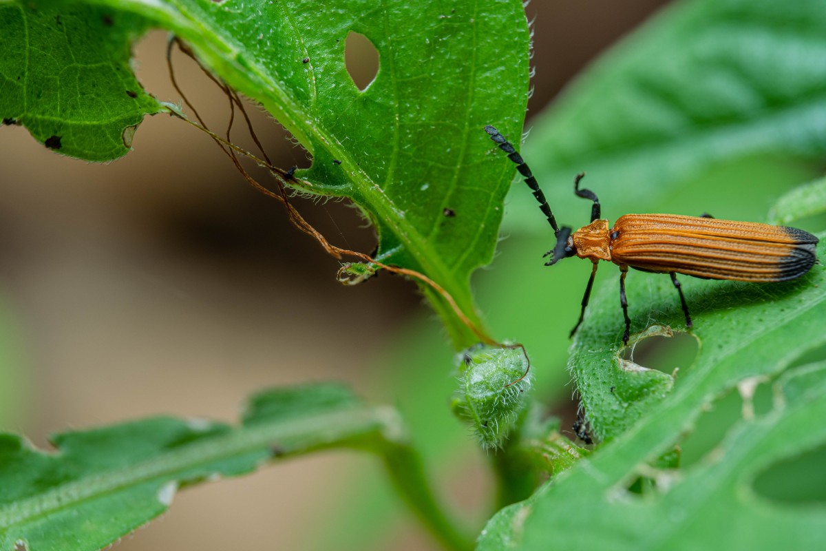 Botanical and Mineral-Based Pesticides