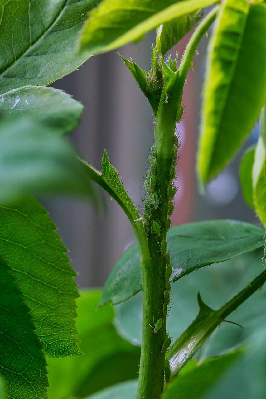 Integrated Pest Management (IPM)