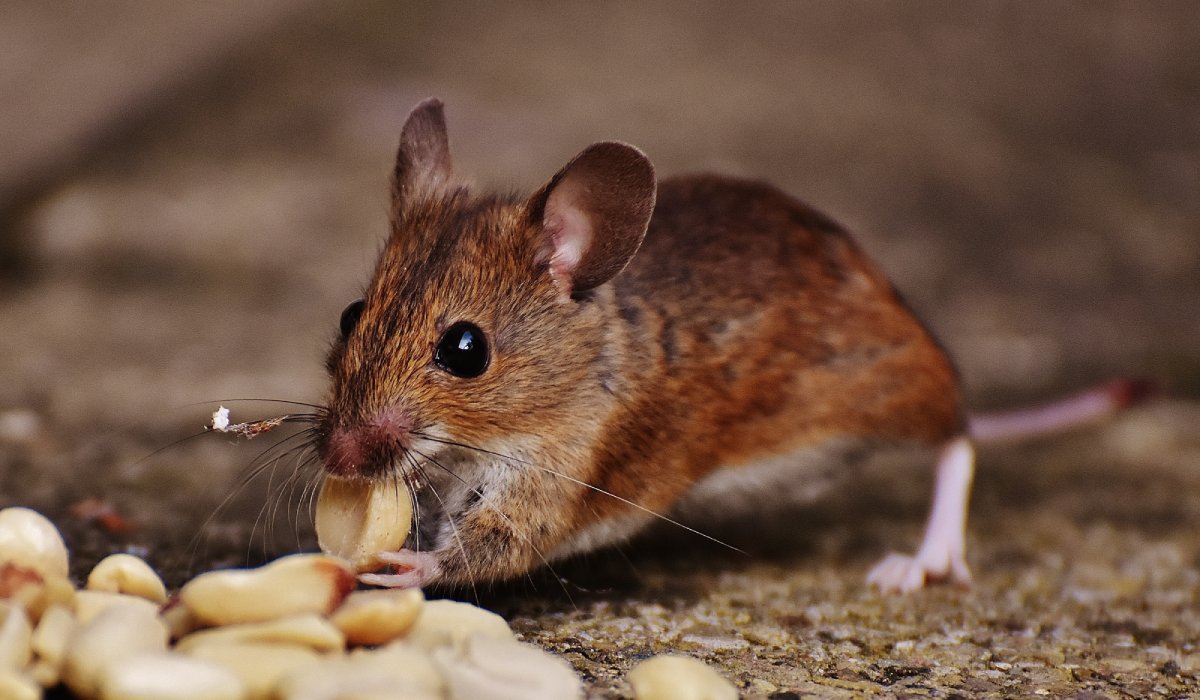 Role of Sustainable Pest Control in Organic Farming