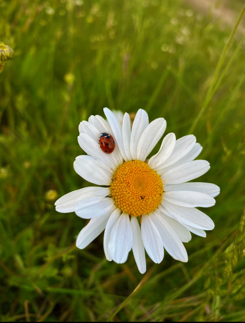 Sustainable Pest Control: Natural and Non-Toxic Approaches