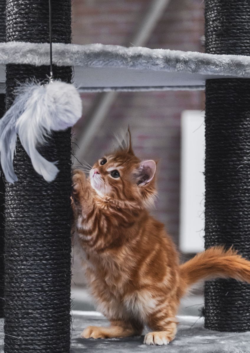 Eco-Friendly Alternatives to Plastic in Pet Care
