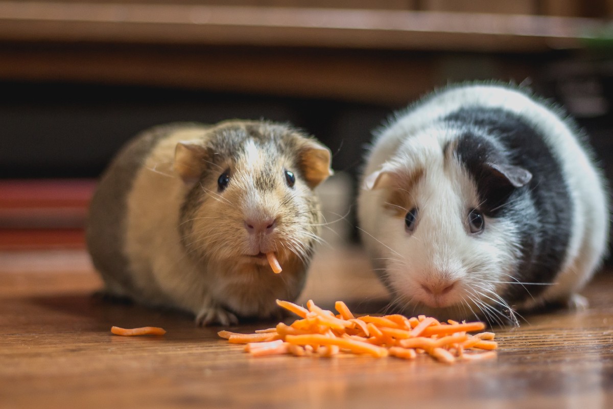 Sustainable Pet Food Choices