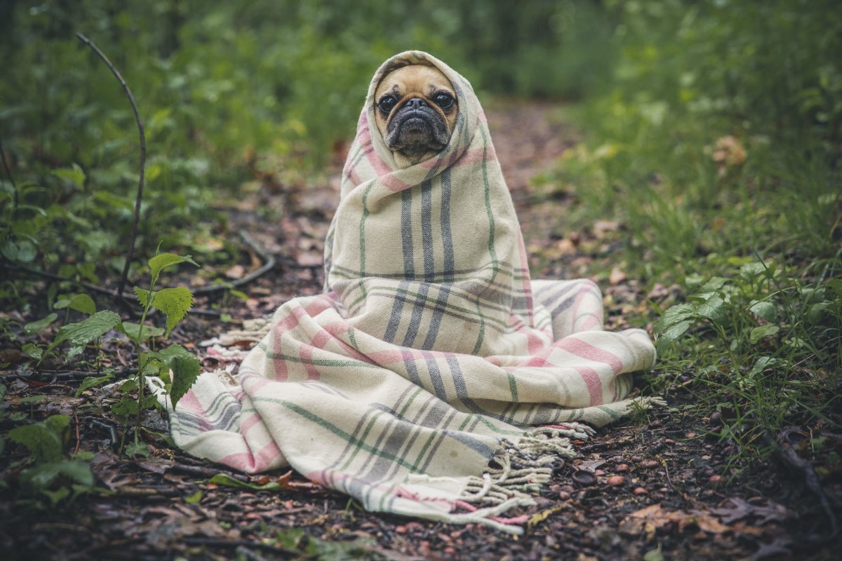 Waste Management in Pet Care