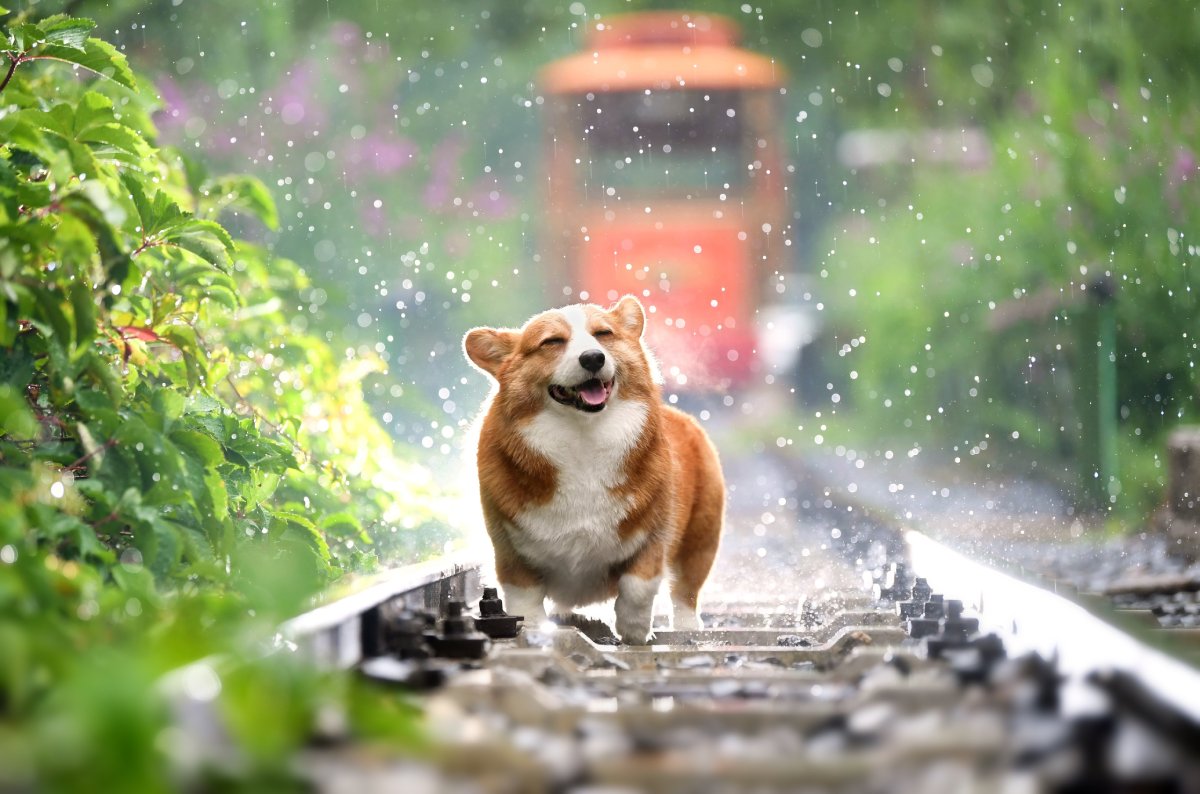 Creating a Sustainable Pet Care Routine