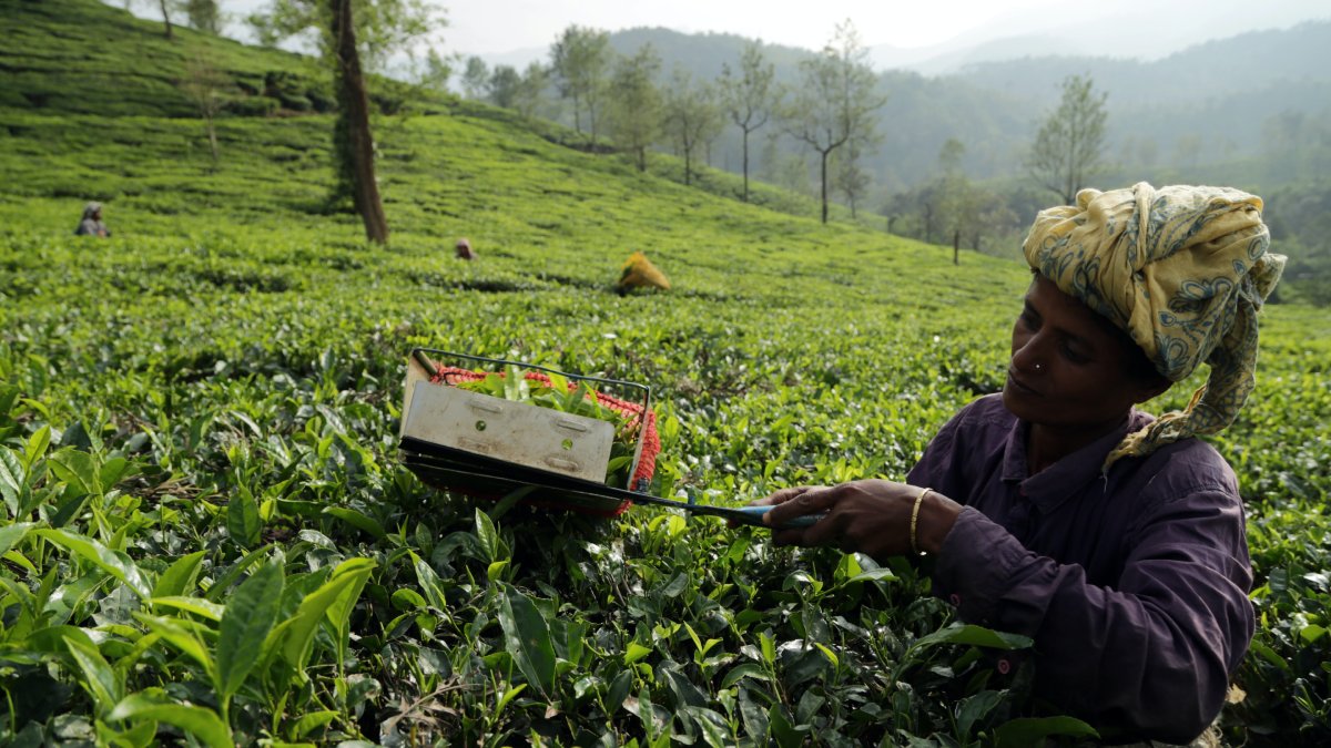 Understanding Fair Trade