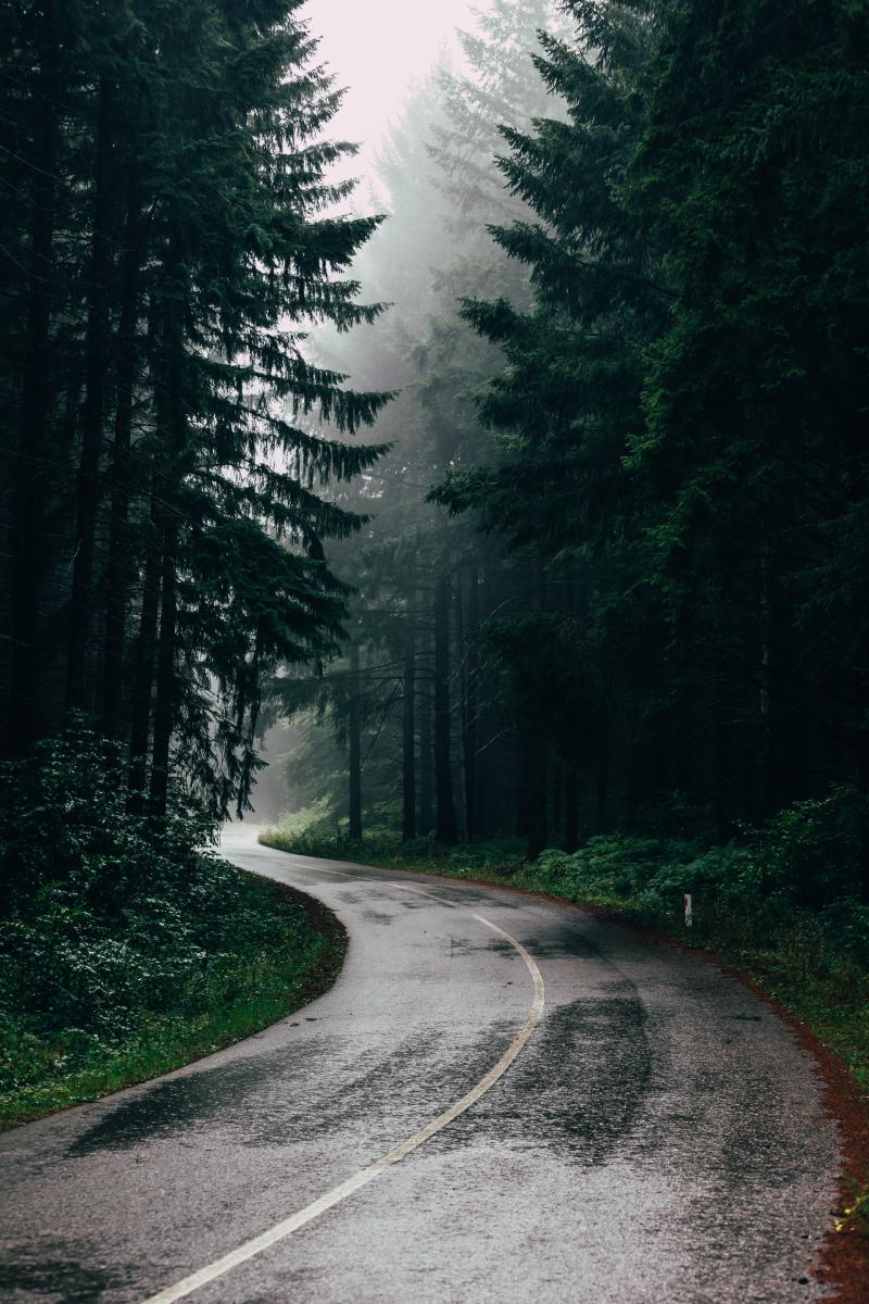 The Role of Forests in Mitigating Climate Change