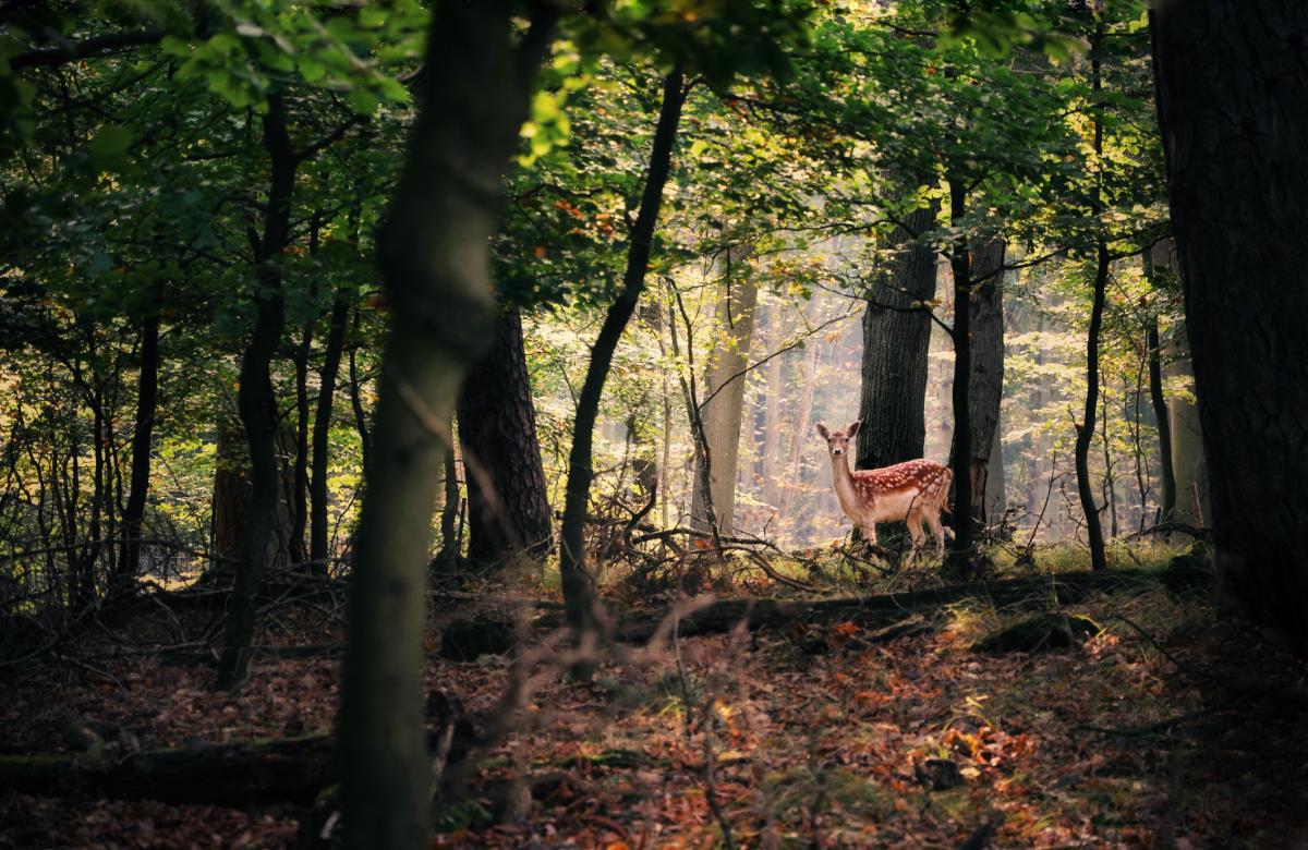 Biodiversity and Ecosystem Services Provided by Forests