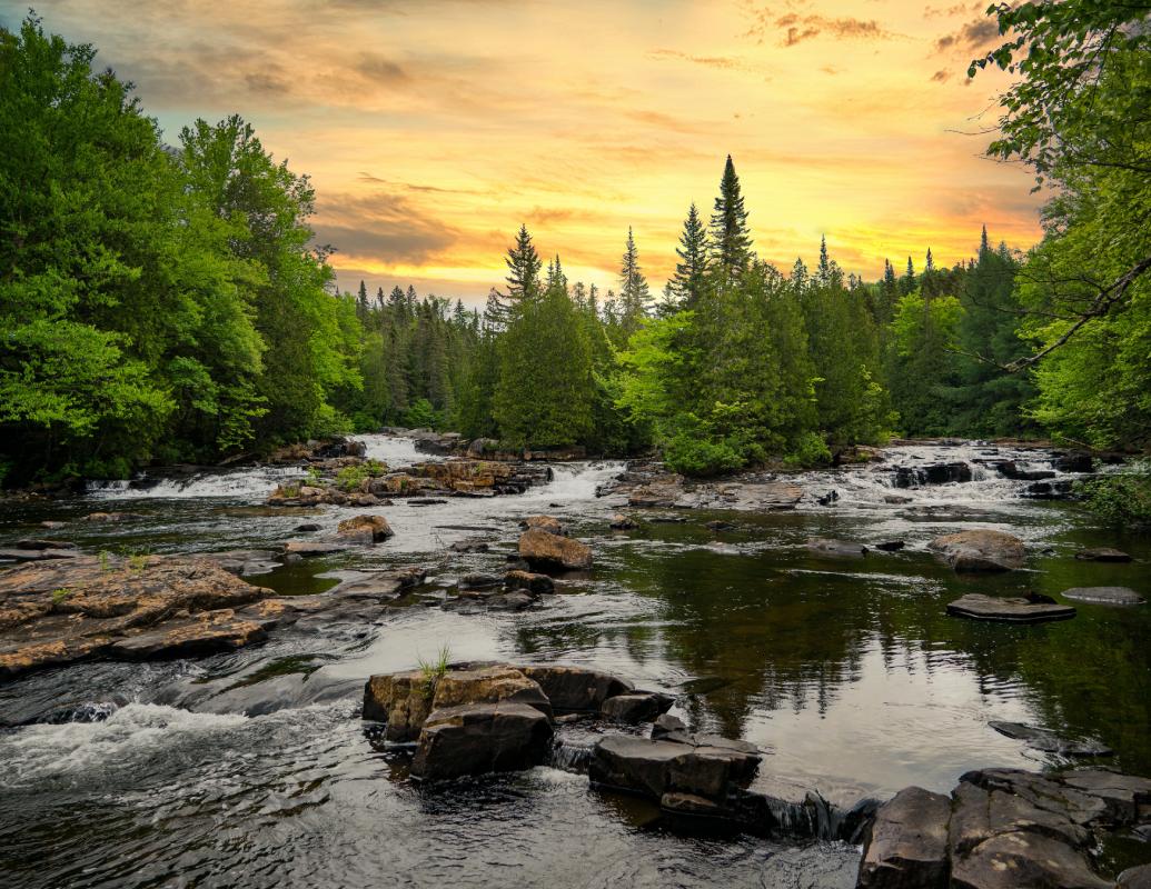 Forests as Watersheds and Water Regulators