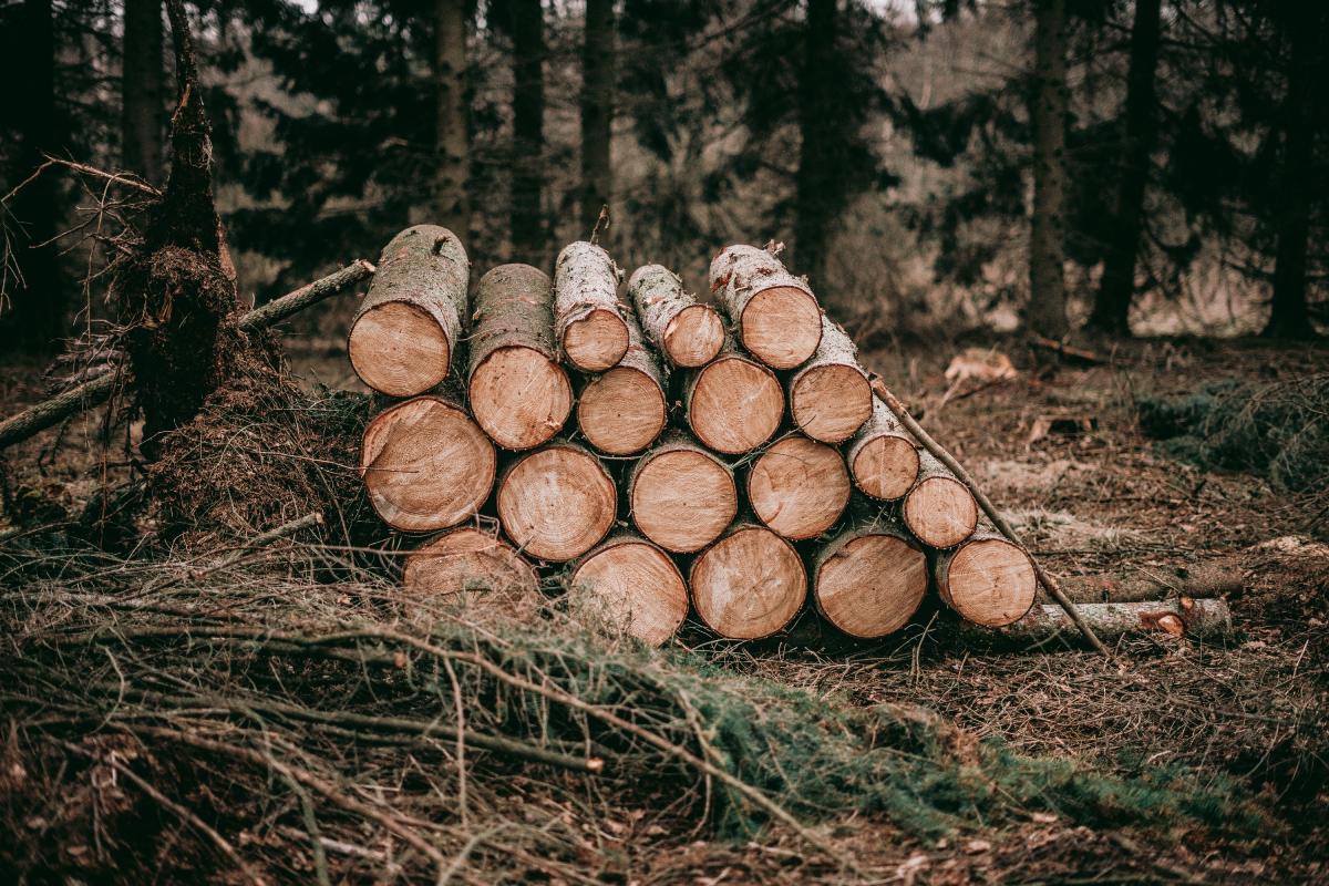 Threats to Forests and Conservation Challenges