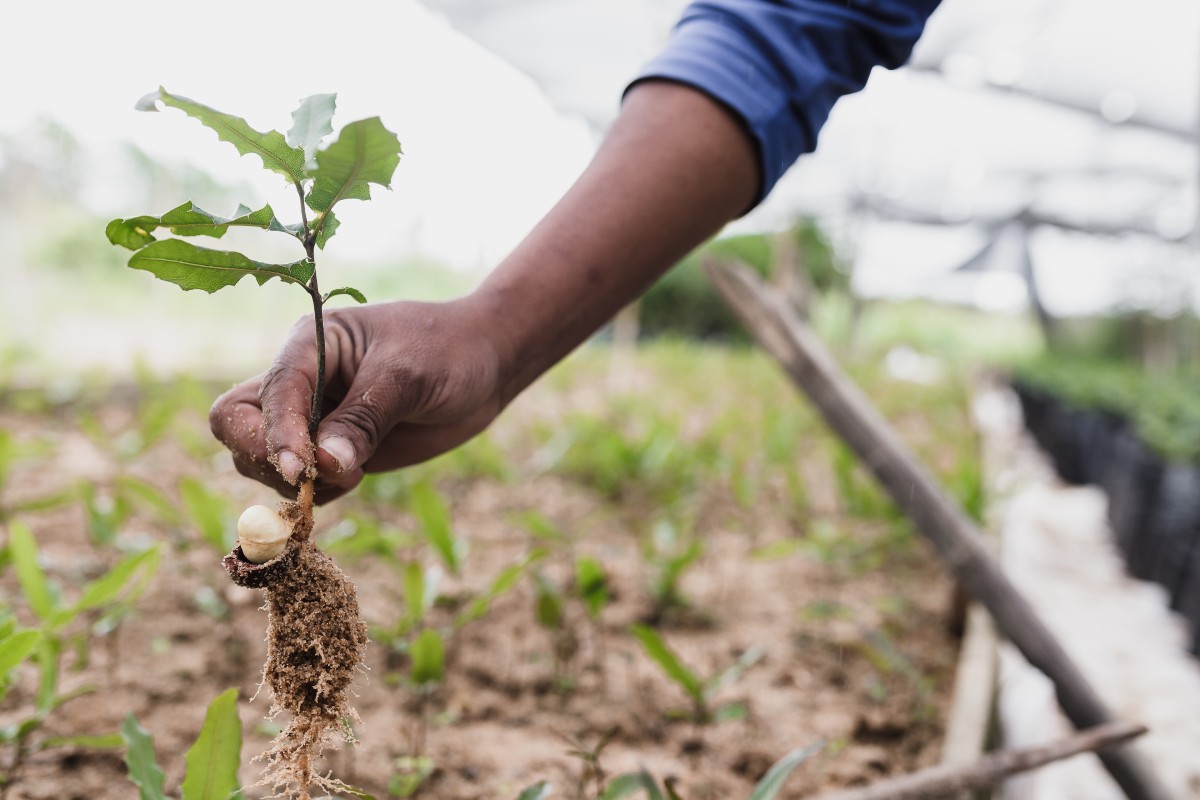 Individual Actions for Forest Conservation
