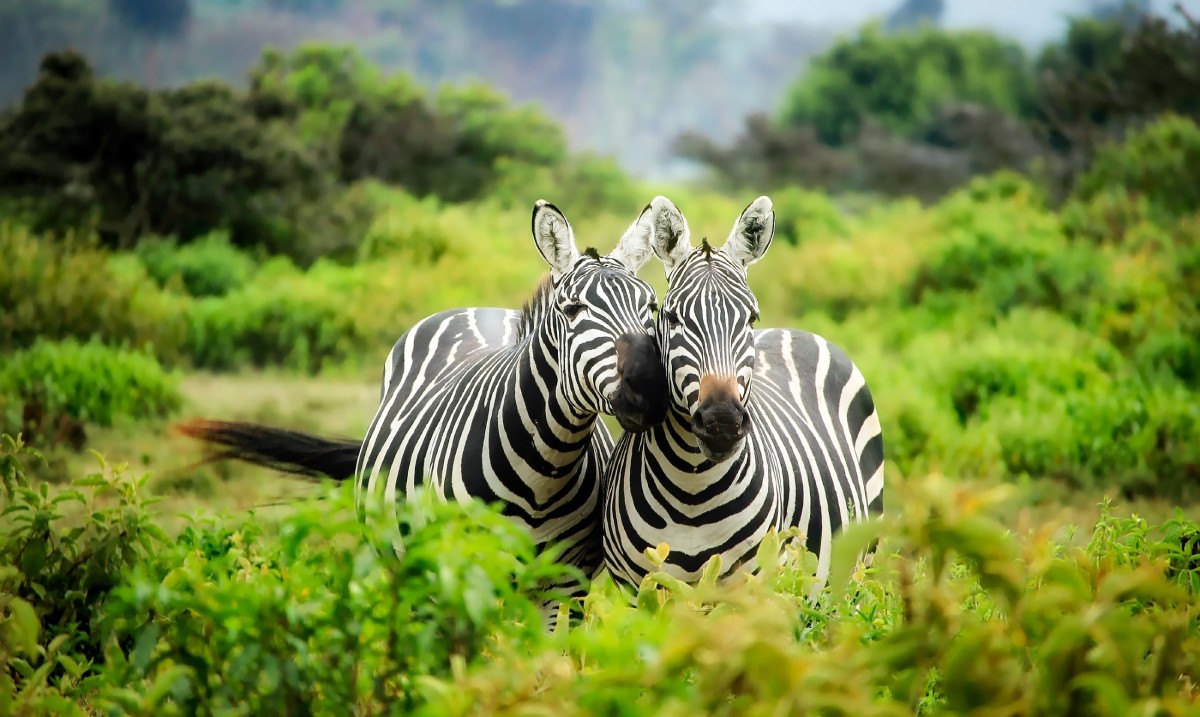 Green Jobs in Conservation