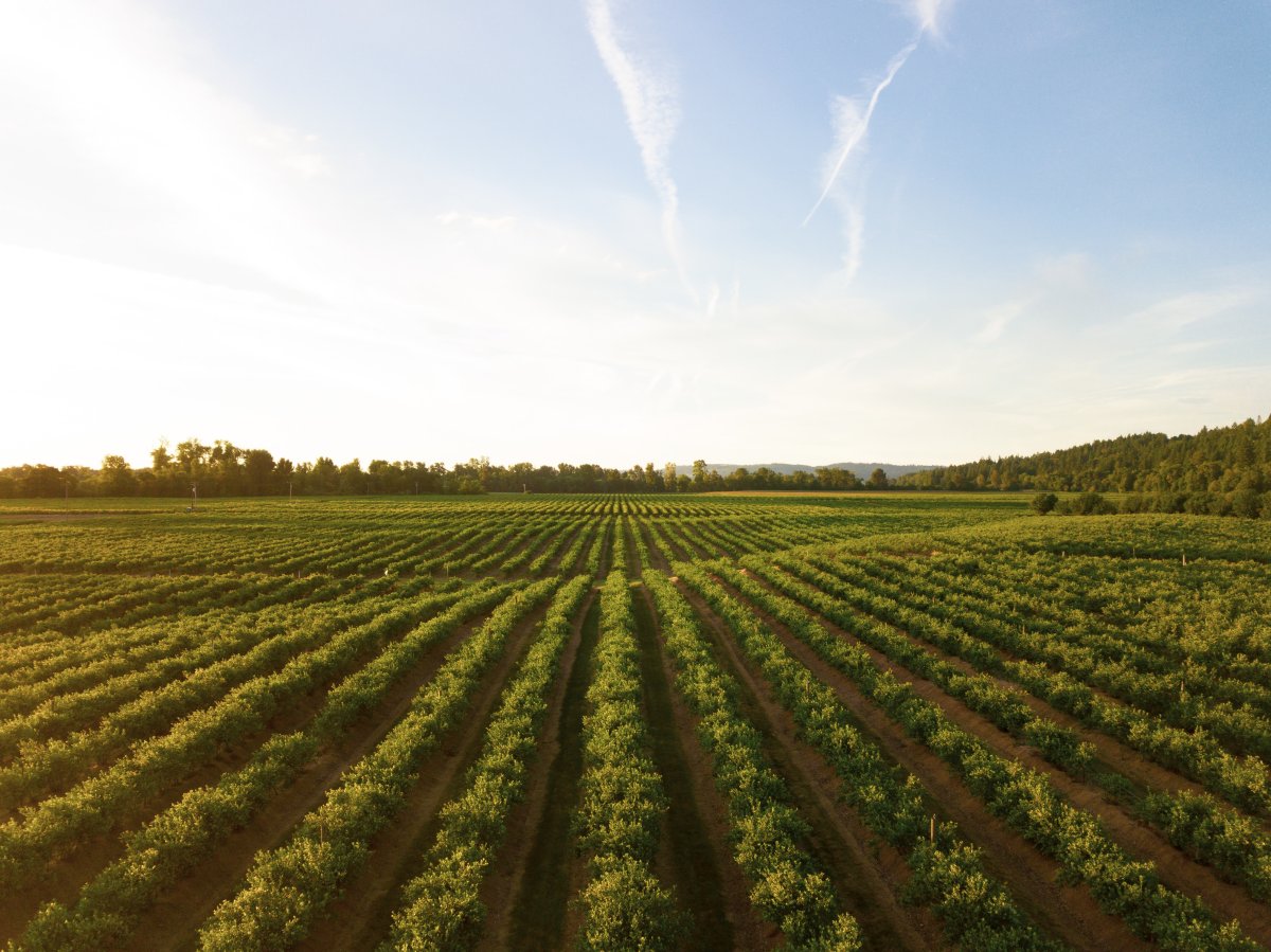 Green Jobs in Sustainable Agriculture