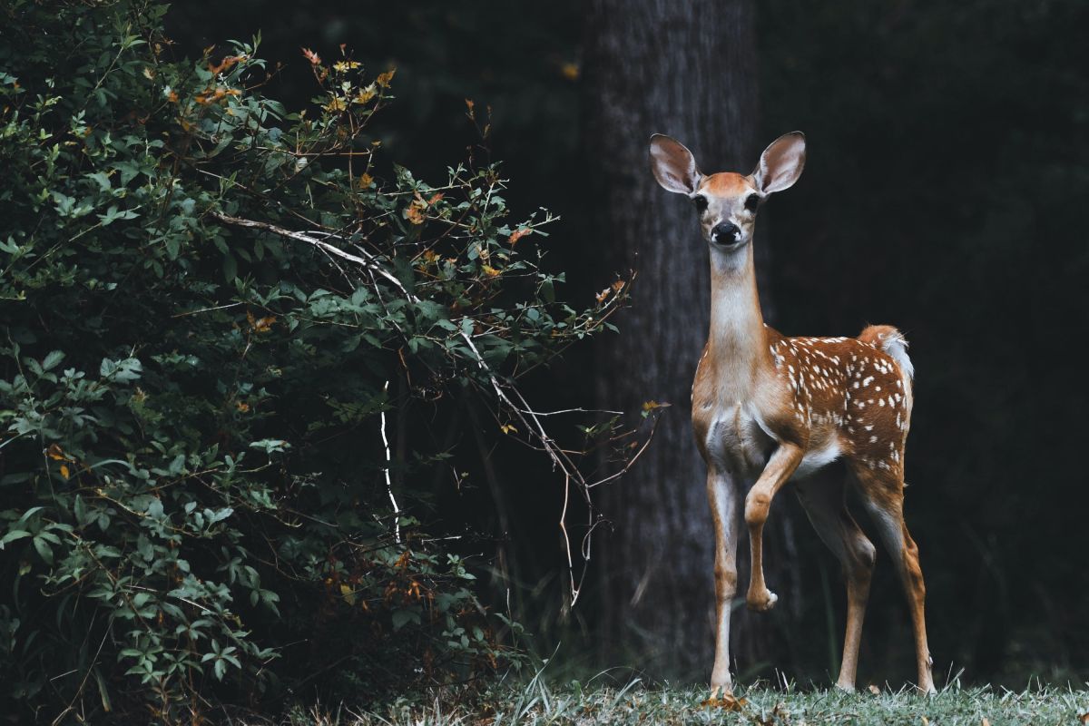 Responsible Wildlife Encounters