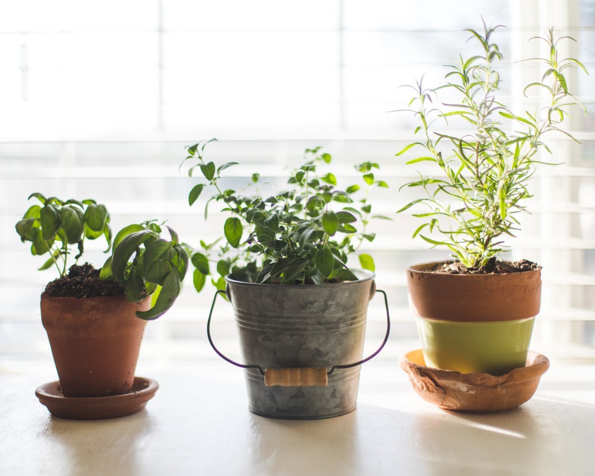 Growing Your Own Herbs: A Starter’s Guide