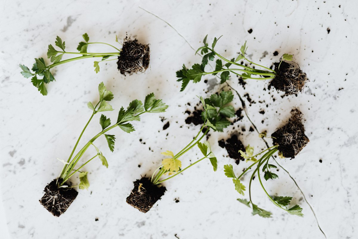 Selecting the Right Herbs