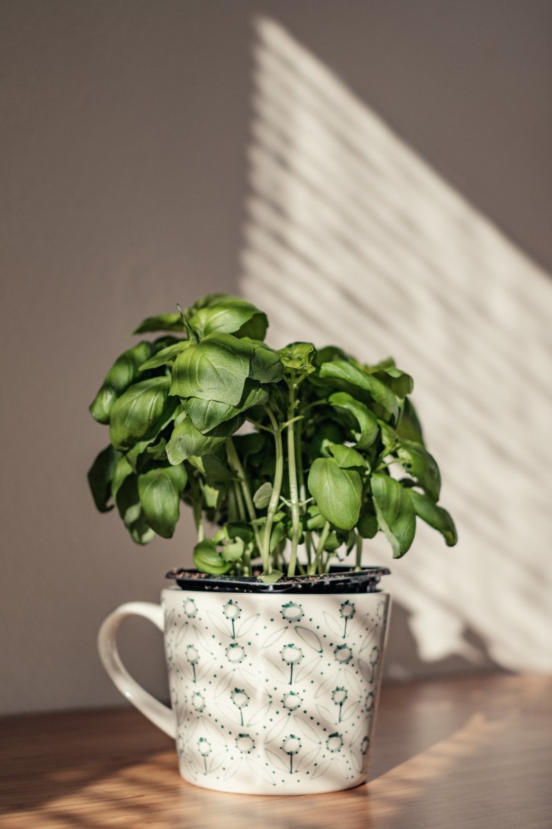 Planting Your Herbs