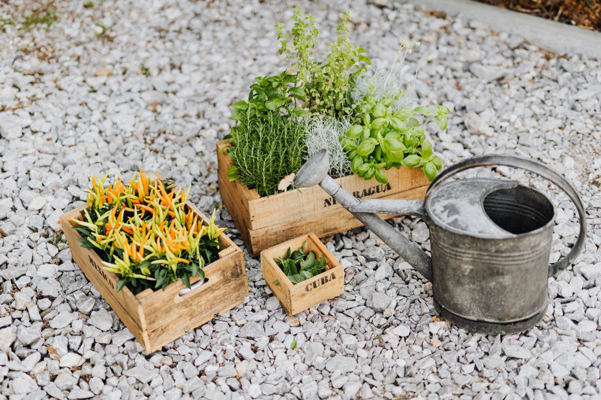 Maintaining Your Herb Garden