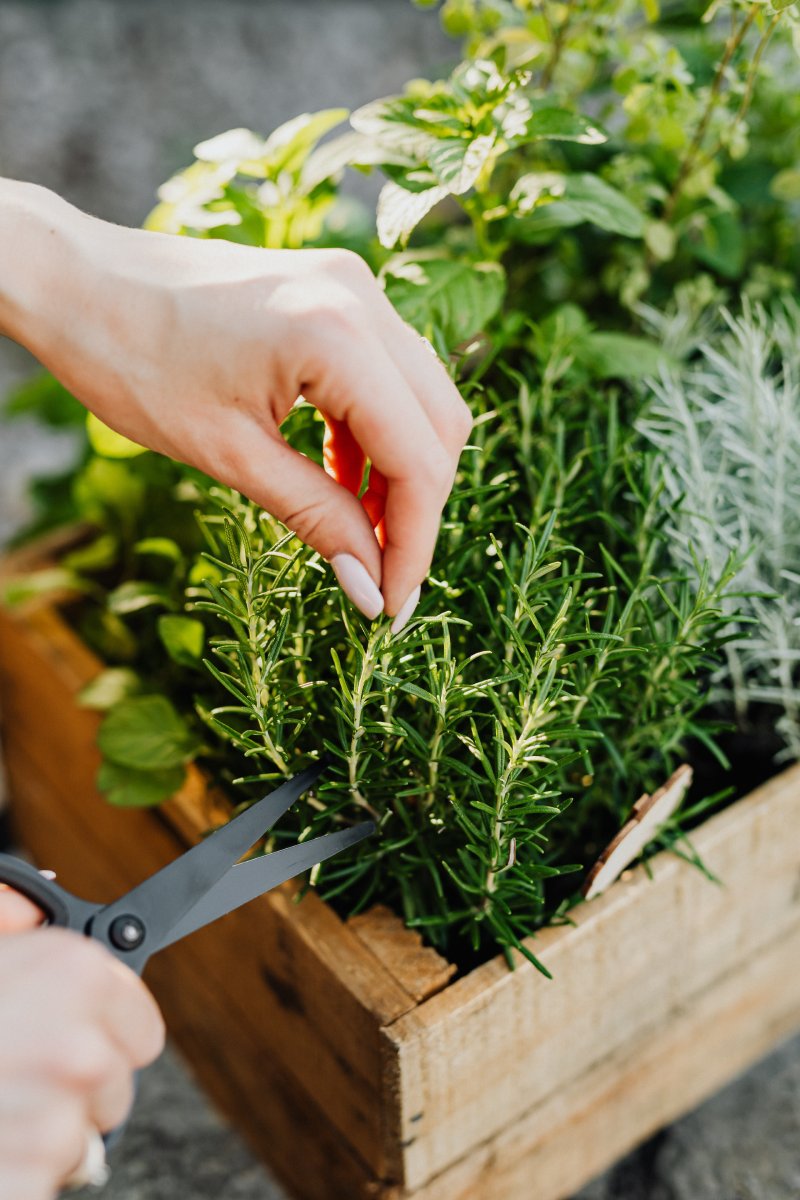 Harvesting Your Herbs