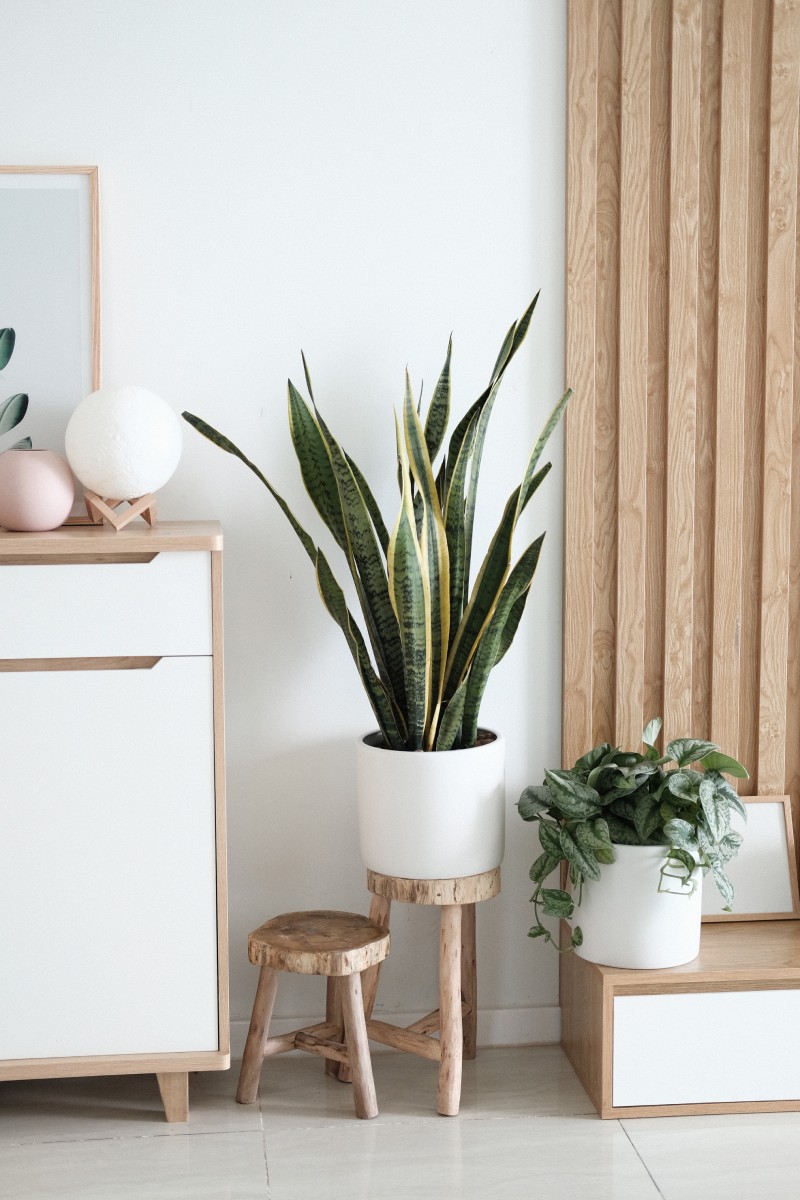 The Role of Indoor Plants in a Green Home