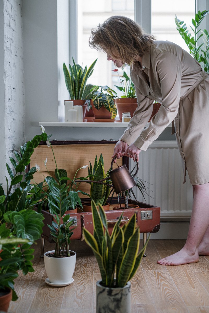 Caring for Indoor Plants