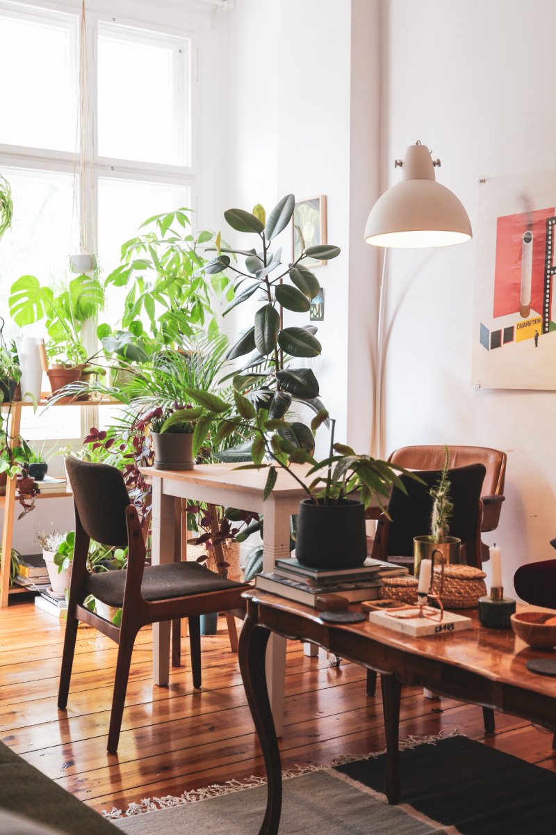 Indoor Plants for Mental Health