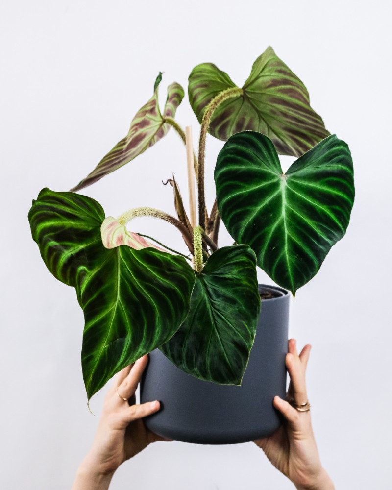 The Role of Indoor Plants in Energy Efficiency