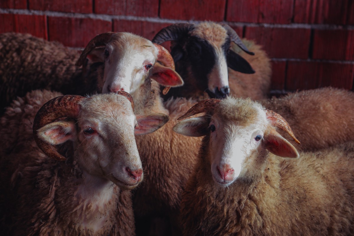 Greenhouse Gas Emissions from Industrial Agriculture