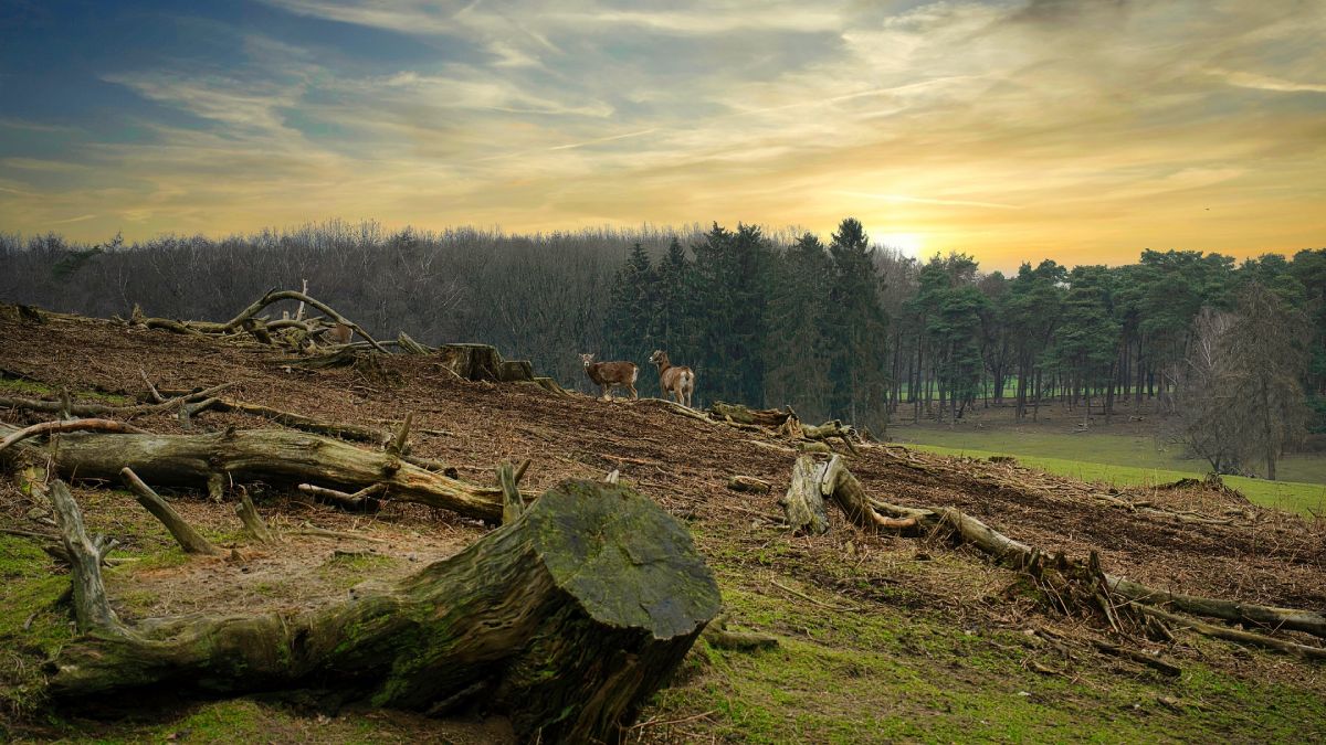 Deforestation and Land Degradation