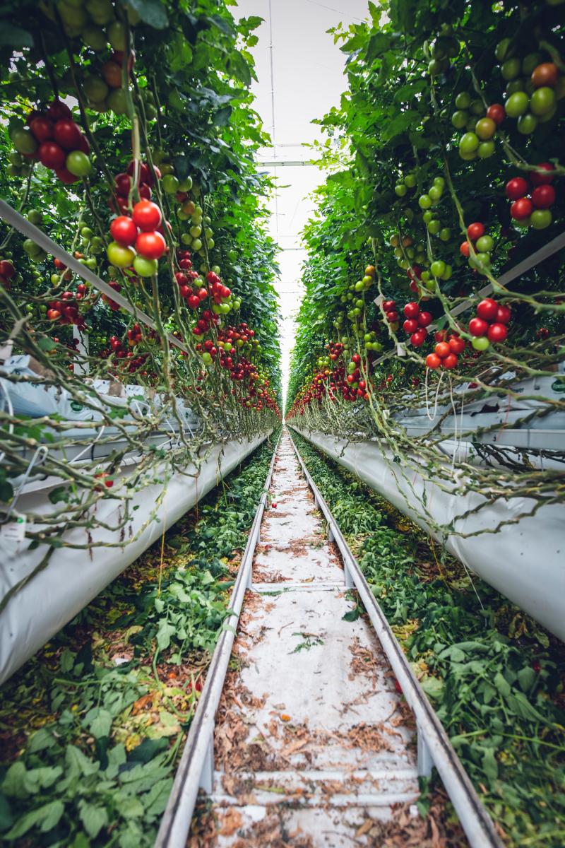 Case Studies: Successful Shifts to Sustainable Practices