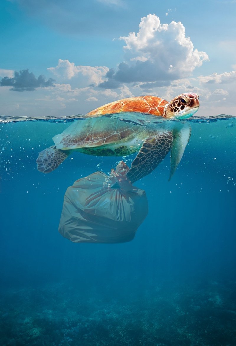 Impact on Marine Life