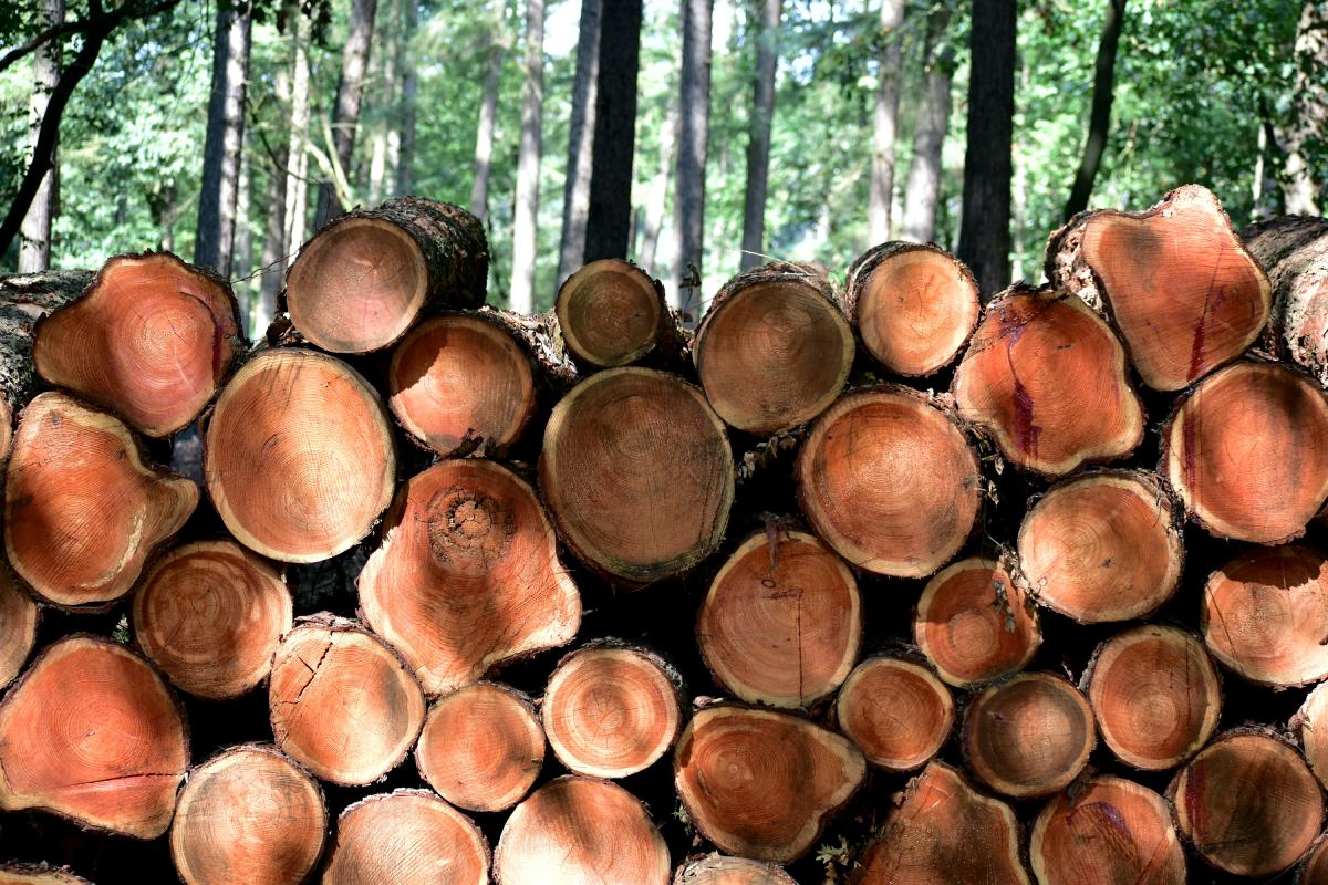 understanding the environmental impact of paper