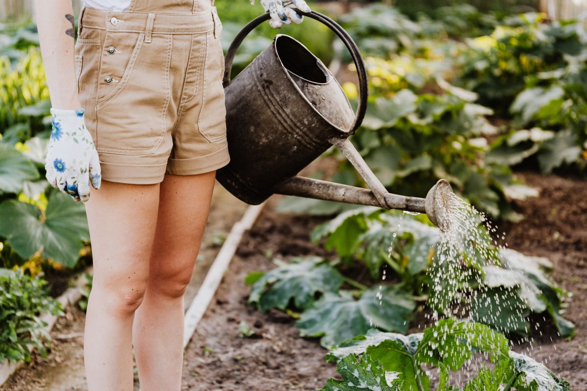 The Role of Permaculture in Sustainable Agriculture