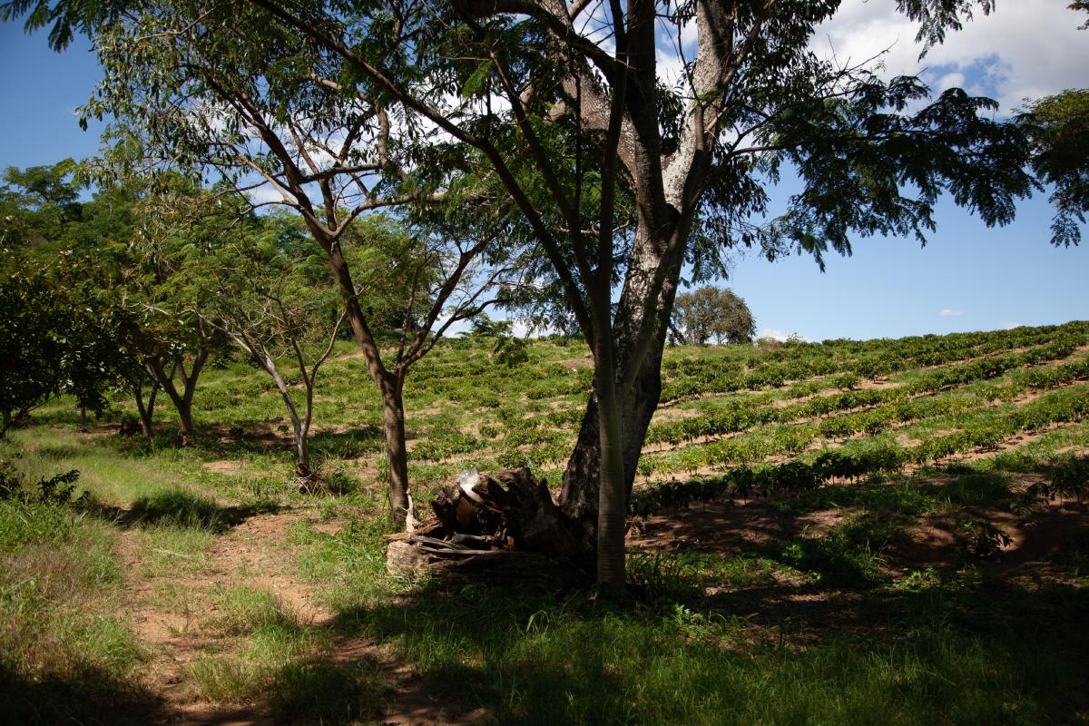 Permaculture Techniques in Sustainable Agriculture