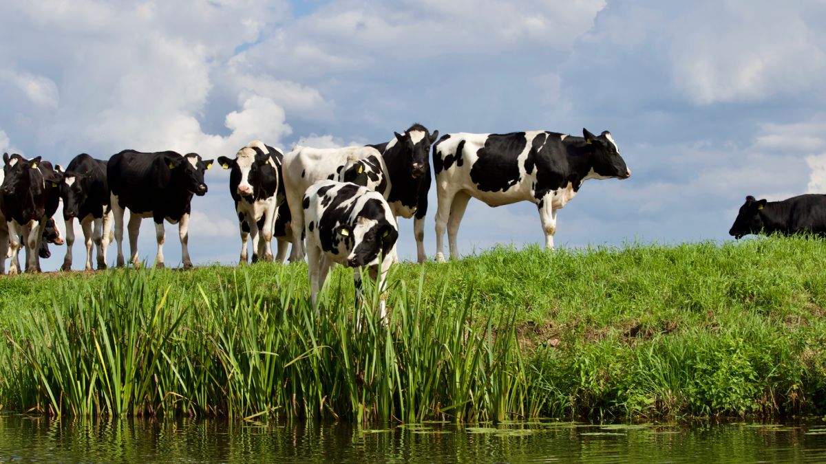 Case Studies of Permaculture in Sustainable Agriculture