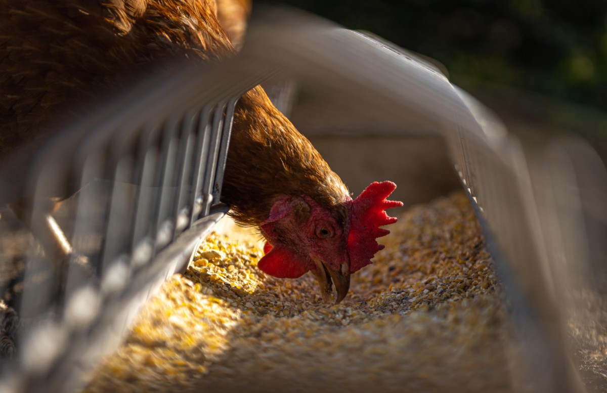The Environmental Impact of Conventional Food Production
