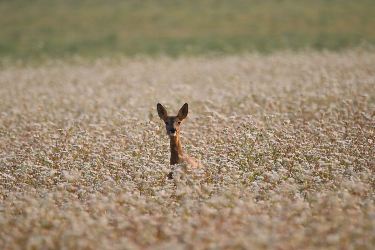Understanding Endangered Species