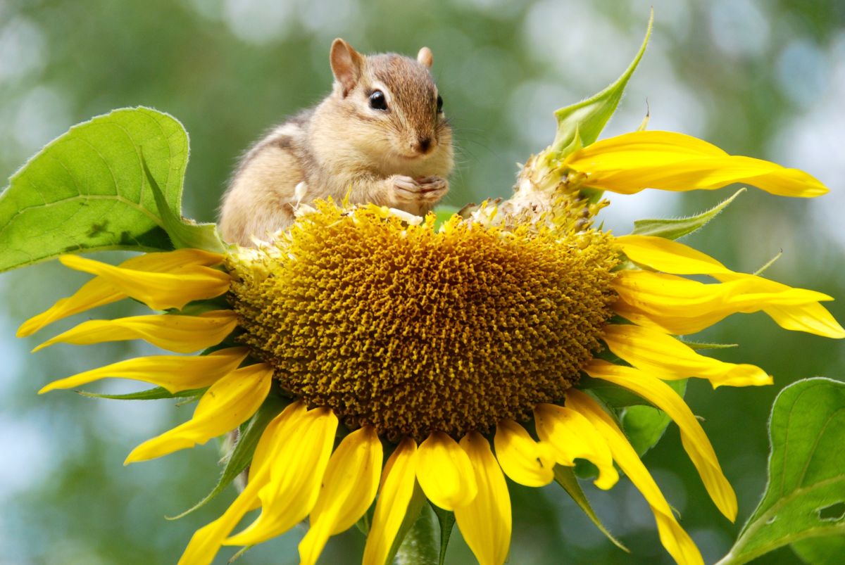 Impacts of Habitat Loss on Biodiversity