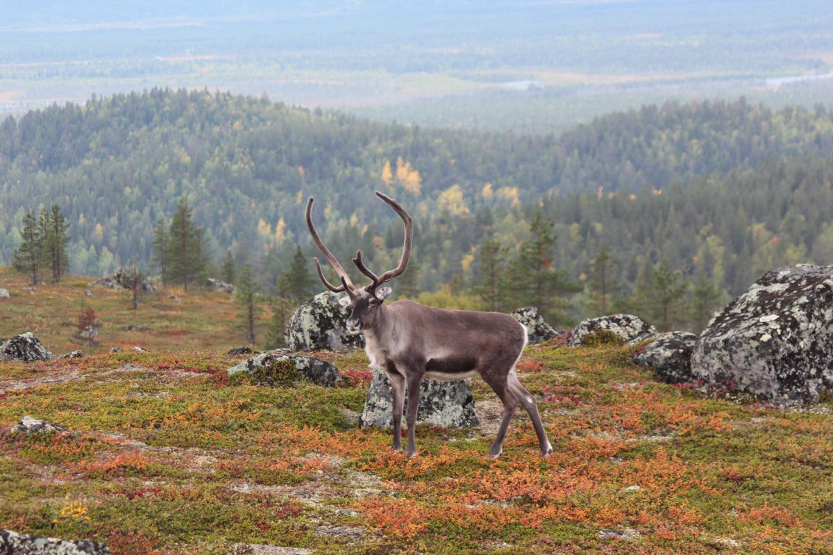 Conservation Strategies for Protecting Endangered Species and Habitats