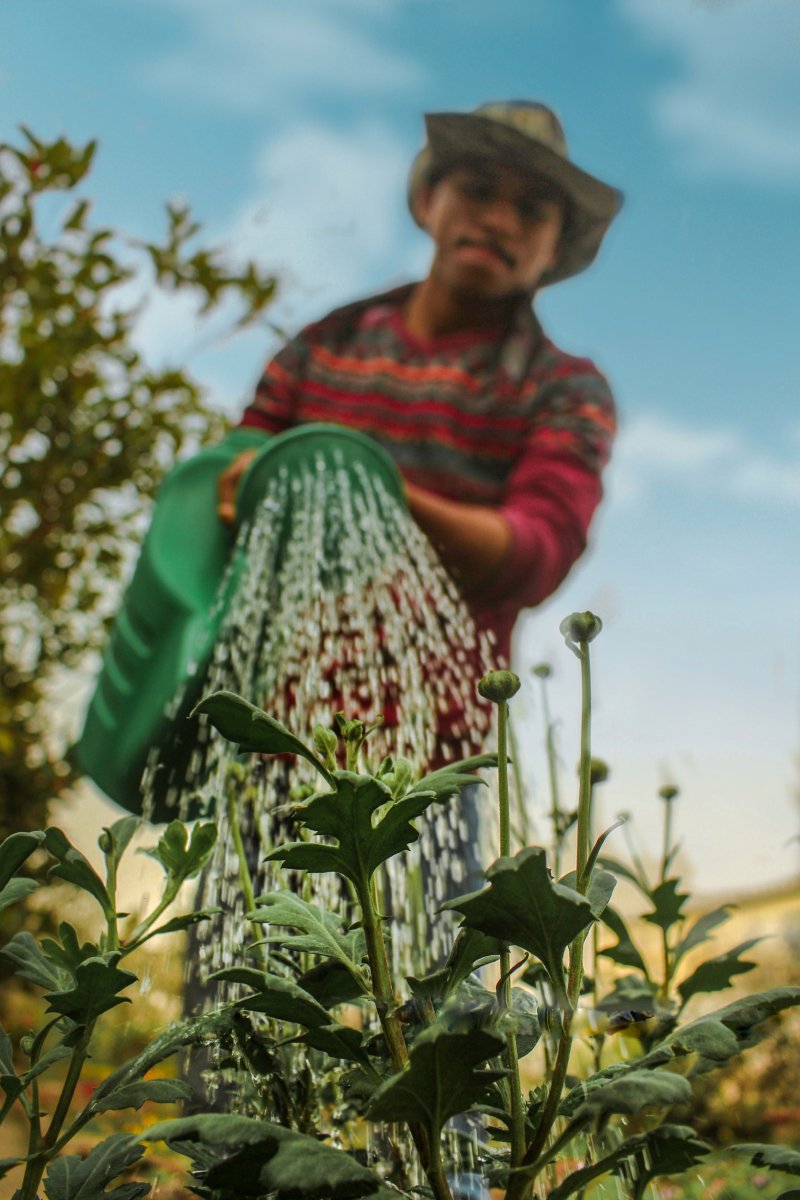 Sustainable Gardening with Rainwater