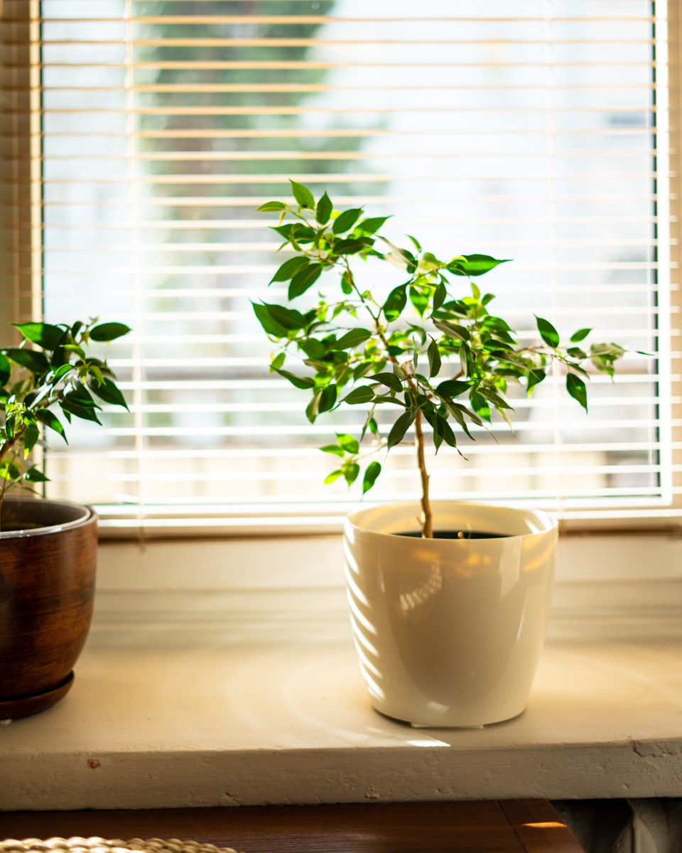 Maximize Natural Lighting