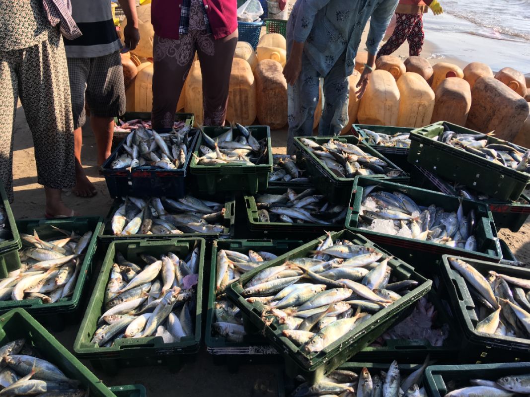 The Current State of Global Fisheries