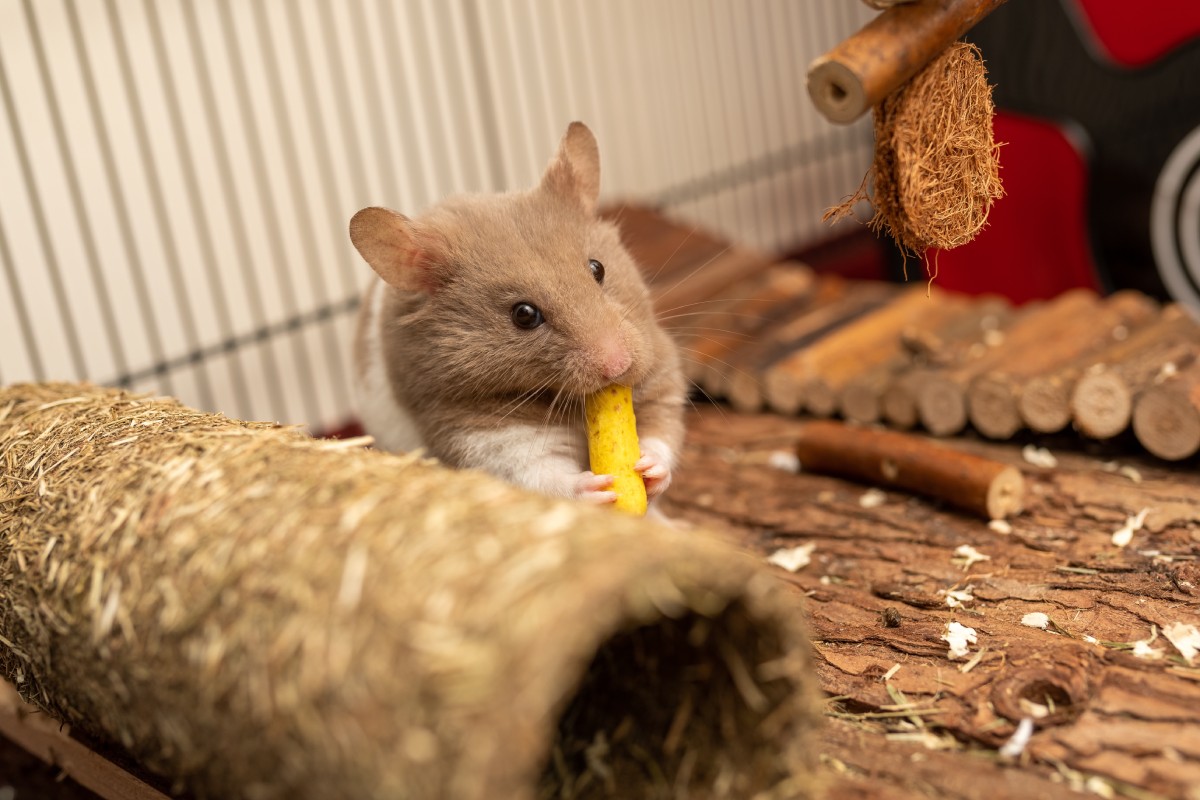 Choosing a Pet Sustainably